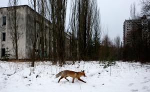 Černobilska katastrofa ima i drugu stranu priče