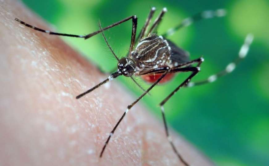 Savjeti: Kako se na prirodan način odbraniti od komaraca?