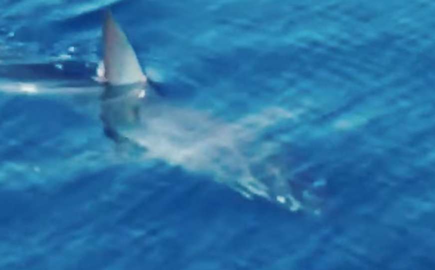 Drugi put u samo sedam dana: Snimljen morski pas kod Korčule