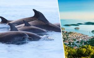 Želite se družiti s delfinima u Hrvatskoj i učiti o moru? Evo prilike