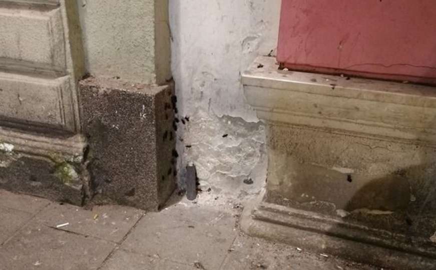Zašto su žohari na ulicama Sarajeva, prijete i zmije