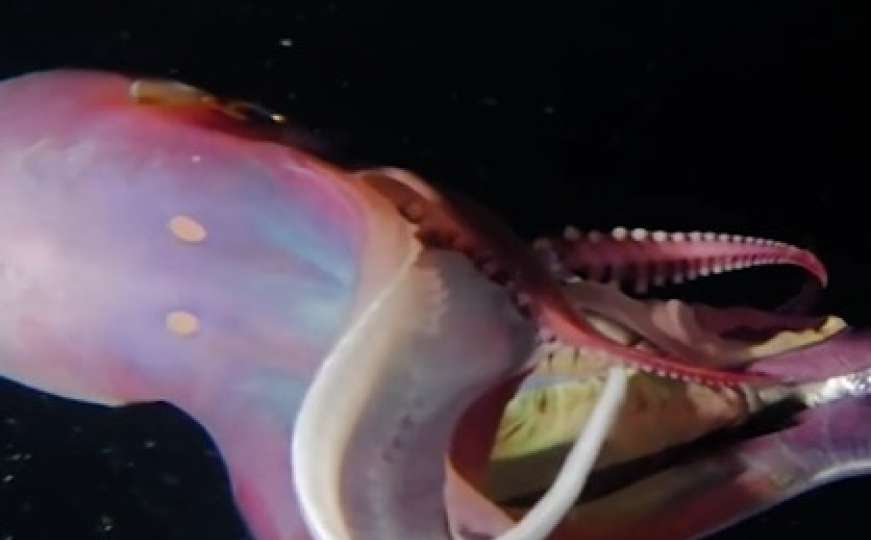 Naučnici snimili rijetku hobotnicu: Stvorenje kao iz naučno-fantastičnih filmova
