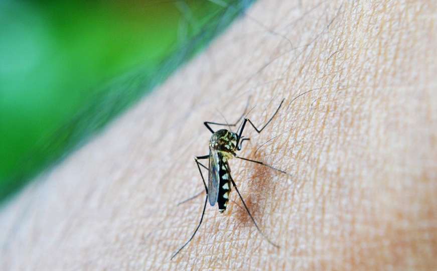Najbolji načini kako se zaštititi od dosadnih komaraca ovog ljeta