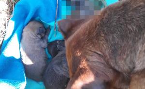 Kujica je dozivala u pomoć: Neko joj je zapalio štence