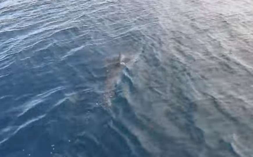 Šta se ovo dešava na Jadranu: Treći put snimljen morski pas