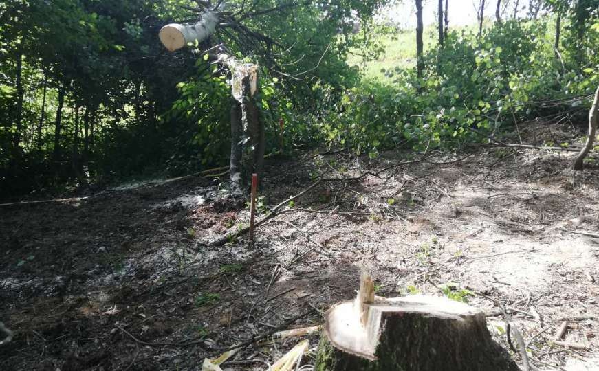 FUCZ: Neko je ukrao drvo u koje je urasla potezna mina PMR 2A!