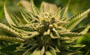 Pronađeni tragovi: Kanabis se u drevnoj Kini uživao prije 2.500 godina