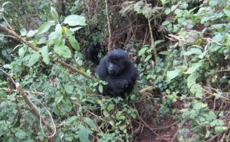 Čudo i osveta u prašumi: Gorile naučile da uništavaju zamke lovokradica!