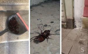 Invazija žohara na Sarajevo