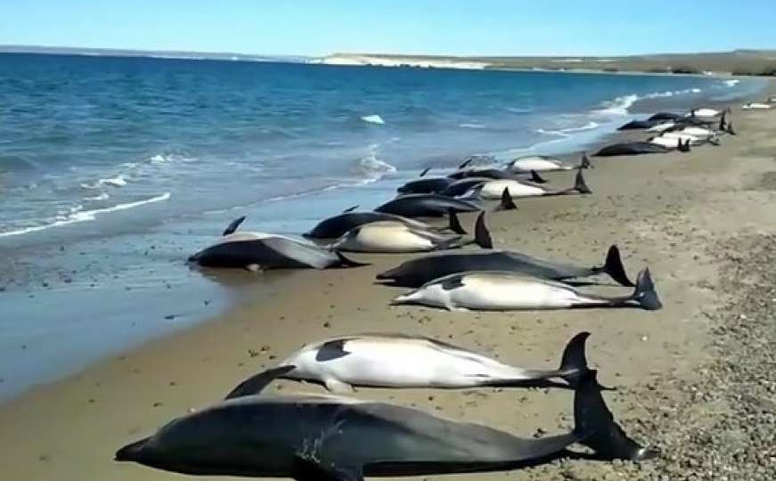 Plaža kao groblje: Nasukalo se 260 delfina, uočene rane na truplima