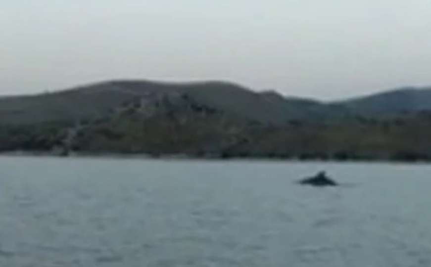 Nakon ajkule na istom mjestu na Jadranu snimili delfina