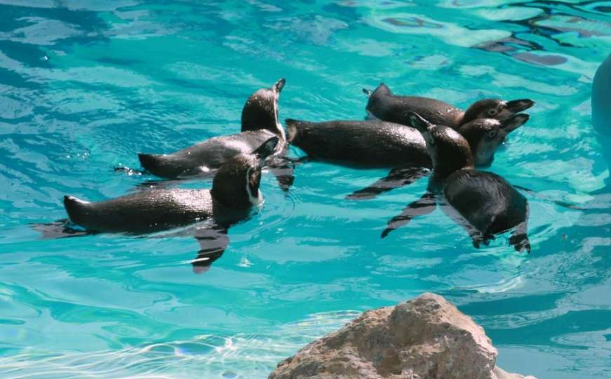 Pingvini se nakon 40 godina vratili kod komšija: Neki došli iz pustinje