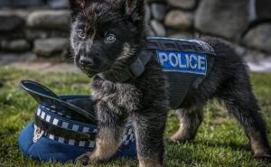 Za njih kažu da su najslađi policijski psi