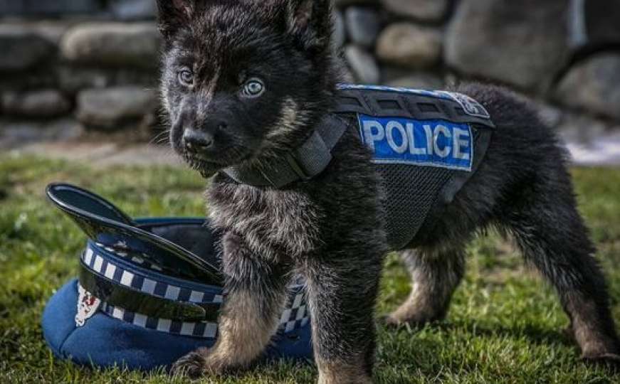 Za njih kažu da su najslađi policijski psi