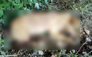 Pokolj pasa u Gradačcu: Niko ne zna šta se dešava, lokalna vlast šuti 