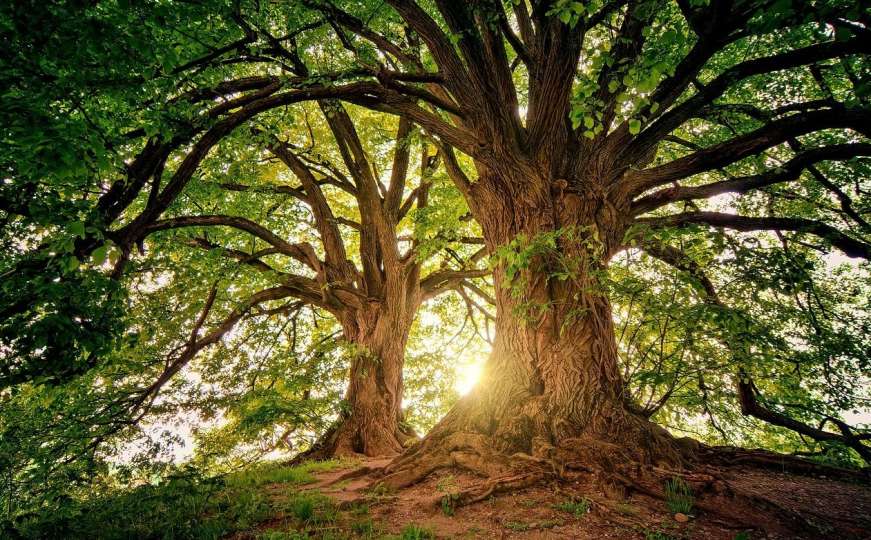 Škotska u šumama: U 2018. zasađeno 22 miliona stabala