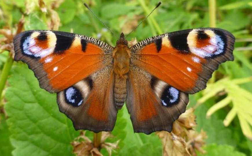 Beč je grad koji se brine i o insektima