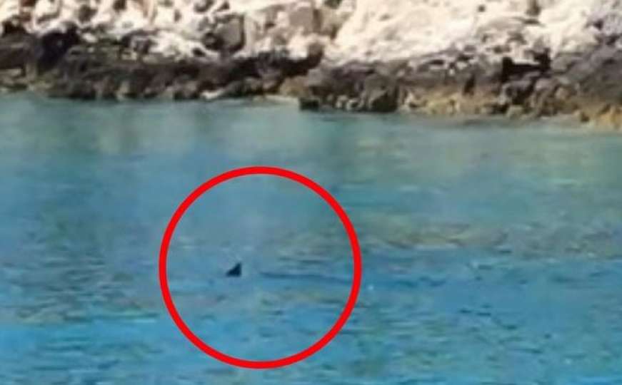 Snimljena još jedna ajkula na Jadranu: Približila se na metar od obale