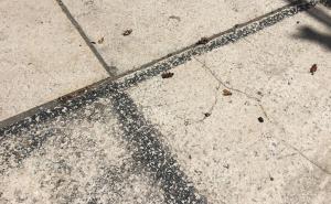 ZZJZ: Žohari u Sarajevu zbog loših higijenskih uslova