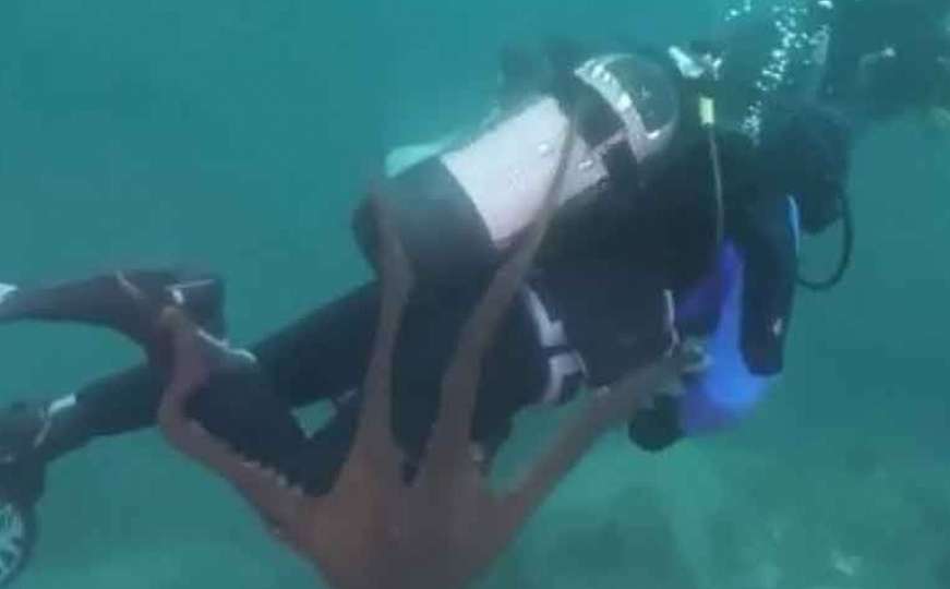 Ogromna hobotnica napala ronioca koji je istraživao morsko plavetnilo