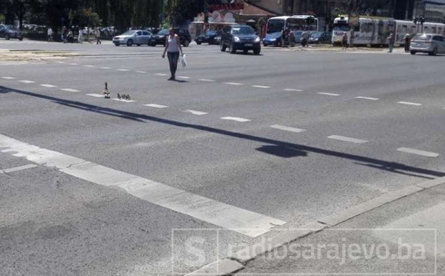 Vjerujte bez šale: Mama patka i pačići se prošetali Sarajevom