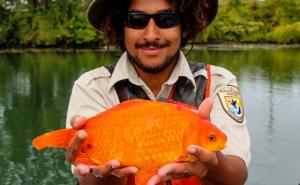 Upecali veliku zlatnu ribicu: Stiglo i upozorenje građanima