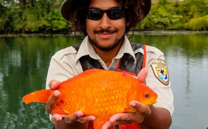 Upecali veliku zlatnu ribicu: Stiglo i upozorenje građanima