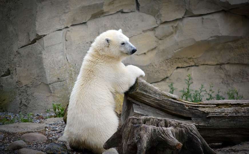 Senzacija u najsjevernijem gradu na svijetu: Pojavila se gladna polarna medvjedica 