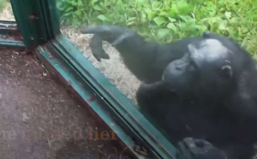 Čimpanza je u zoološkom vrtu zamolila sok: Uradila je to na poseban način