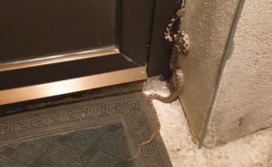 Gruđanina na kućnom pragu dočekala zmija otrovnica