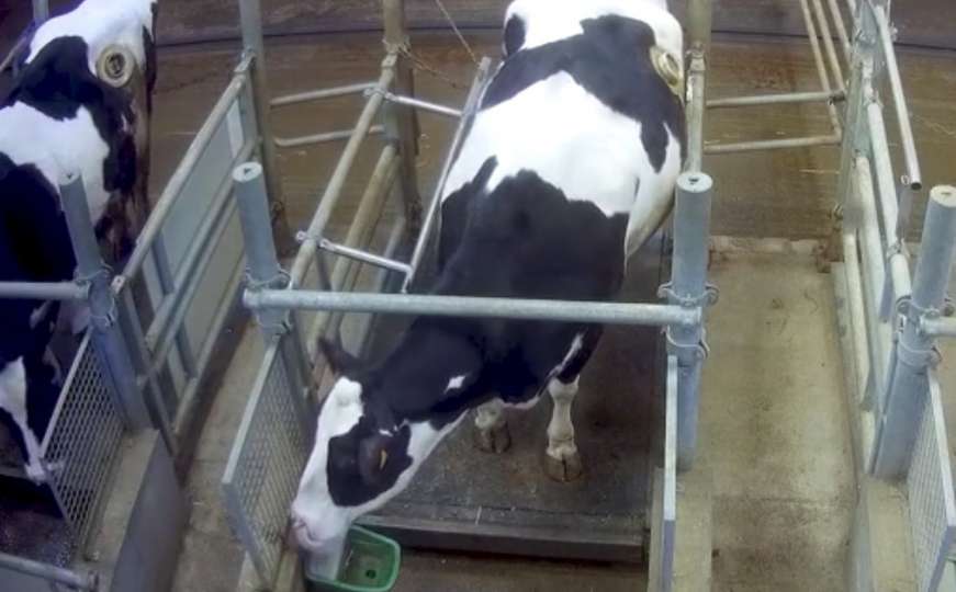 Uznemirujući snimak: Aktivisti otkrili šta se događa kravama u istraživačkom centru