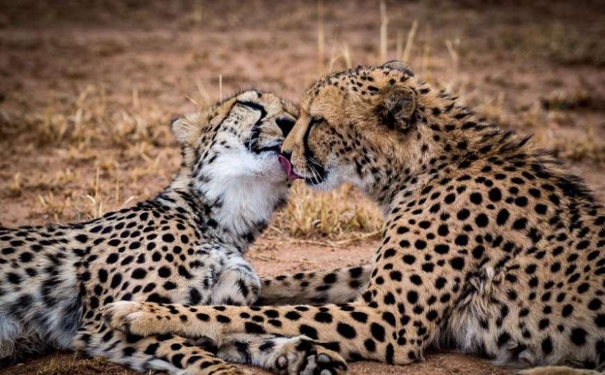 Gepardi na rubu izumiranja 