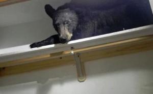 Pozvali policiju zbog provalnika, pa zatekli crnog medvjeda kako spava na ormaru 