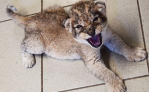 Prinova u Zoo vrtu Bingo: Lavica Nina se okotila