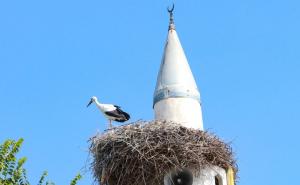 Dragi gosti: Rode se naselile na munari džamije Husejnije