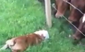 Pas se približio kravama: Njihova reakcija je neprocjenjiva