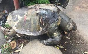 Plastikom ubijamo životinje, žrtve su i kornjače 