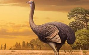 Pronašli ostatke divovske ptice iz prahistorije: Živjela s prvim ljudima