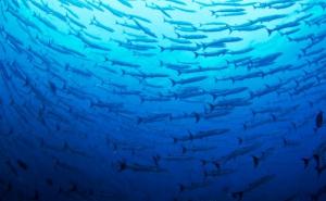 Zataškavano poput Černobila: Kad čujete ovo nikad više nećete jesti suši