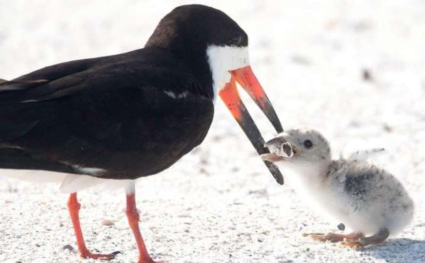 Zašto je ova fotografija ptice koja hrani svog ptića rastužila svijet?