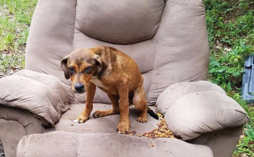 Vlasnik ga ostavio u šumi: Četveromjesečno štene skoro uginulo od tuge