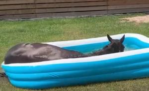 I njima je ljeto: Kako se životinje rashlađuju u toplim ljetnjim danima