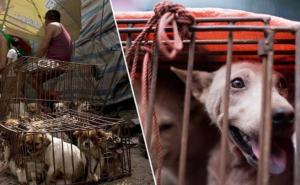 Horor u Kini: Na Yulin festivalu ubijeno i pojedeno više od 3.000 pasa