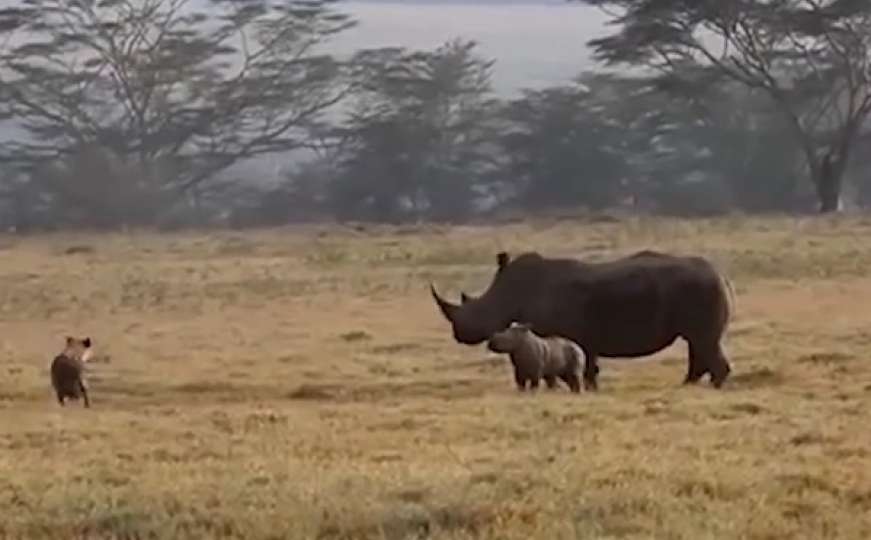 Majka je zakon: Ženka nosoroga brani mlade od hijena