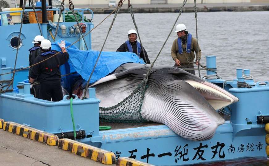 Užas: U Japanu ponovo počeo komercijalni lov na kitove 