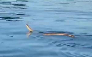 Hrvatska: Snimljena najduža zmija u Evropi kako se penje na brod