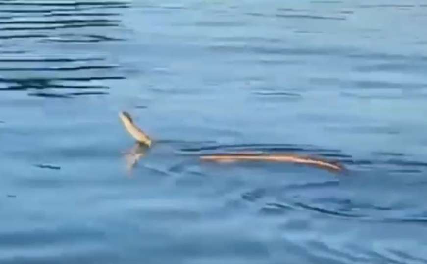 Hrvatska: Snimljena najduža zmija u Evropi kako se penje na brod