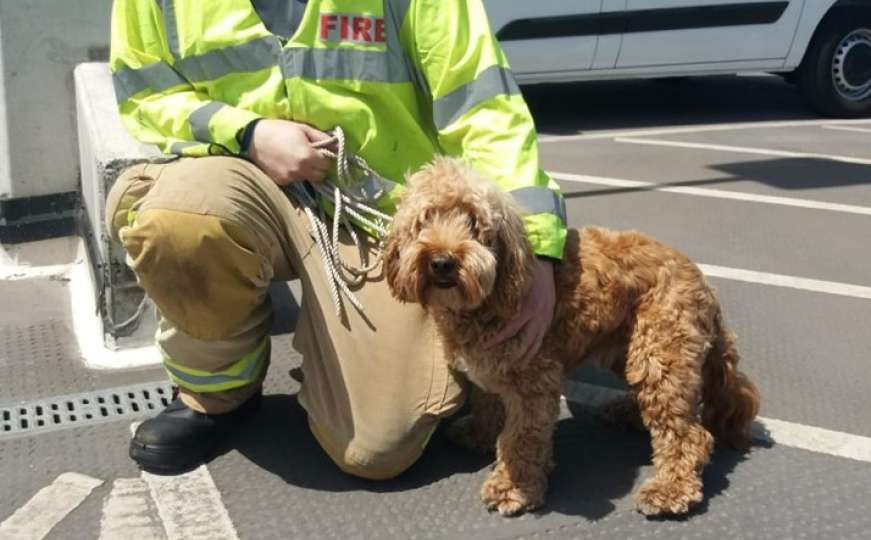 Vatrogasci spasili psa iz automobila izloženog velikim vrućinama 
