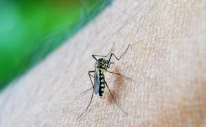 Invazija komaraca u Sarajevu: Da li bh. stanovništvu prijete zarazne bolesti?