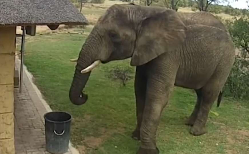Učite ljudi, učite: Mnogi od nas bi se postidjeli ovog slona